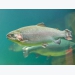 Supplemental β-glucan may mitigate enteritis in farmed trout