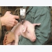 Novel swine virus type may shed light on viral evolution