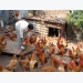 Farmer hatches success in chickens