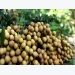 Vietnamese longan to go to Australia