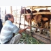 Gia Lai seeks to improve quality of beef cattle through cross-breeding