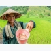 Vietnamese farmers: Opportunities and challenges in global integration