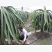 Application of high technology to growing dragon fruits is right direction