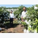 Tan Yen develops commodity guava production area