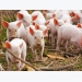 Price of pigs dropping as supply mounts