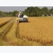 Vietnamese fragrant rice has immense opportunities for entering the EU market
