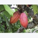 Belgium supports Vietnam’s unique cocoa to take its spot in world market