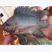 Concerns over tilapia biodiversity