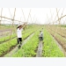 Hà Nội agriculture forecast to grow at least 3 per cent in 2021