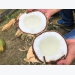 Nghiên cứu thành công máy đo tỷ lệ sáp trong trái dừa