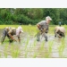 Rice farming without synthetic fertilizers, higher economic efficiency