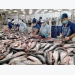 Agricultural processing companies maintain export markets