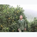 Cao Phong orange specialized farming area builds consumption scenarios