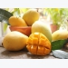 South Korea increases imports of Vietnamese mangoes
