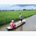 Bac Lieu produces cost-reduction and climate-resilient rice varieties