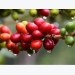 Coffee as we know it is in danger. Can we breed a better cup?