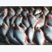 Pangasius prices at 21,000-22,000 VND/kg, farmers still suffer from losses