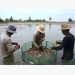 Developing collective mark for organic rice and paddy