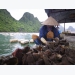 Quang Ninh overcomes difficulties in aquaculture consumption