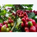 Coffee export price reaches highest level in nearly 4 years