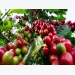 Coffee export price reaches highest level in nearly 4 years