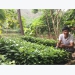 Stable output for cinnamon tree