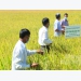 South-central coastal, Central Highlands regions gain bumper harvest of summer-autumn rice