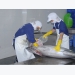 Binh Dinh tuna fish unable to go deep into the Japanese market