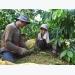Khai thác chuỗi giá trị sản xuất cà phê bền vững nhờ Dự án VnSat