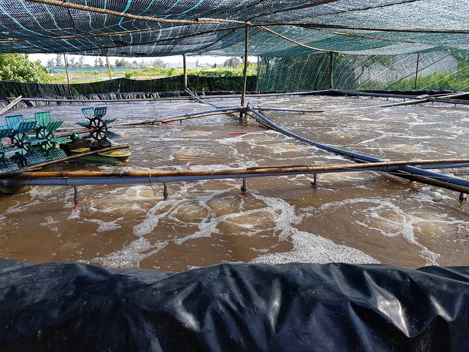 Photo: Dr. Hoa Nguyen Duy. Bioflocs for nursing shrimp in small ponds for 20 to 30 days before releasing to grow-out ponds would be the trend in the next movement of the shrimp industry in Vietnam