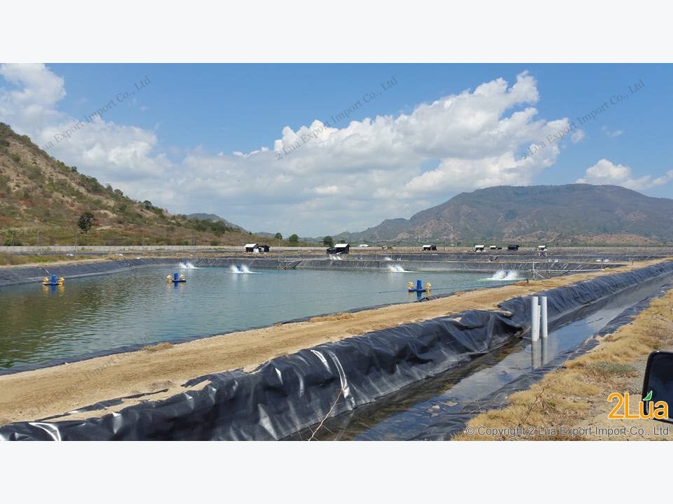 Máy quạt nước nuôi tôm Đài Loan hiện rất được ưa chuộng trên các ao nuôi tôm mật độ cao