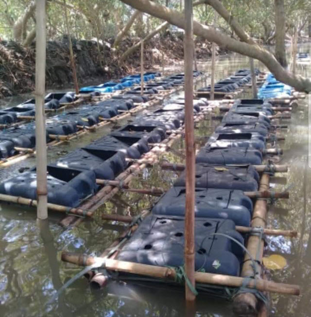Nuôi cua bằng can nhựa