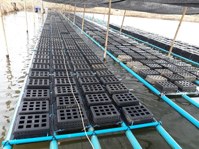 Nuôi cua trong hộp nhựa