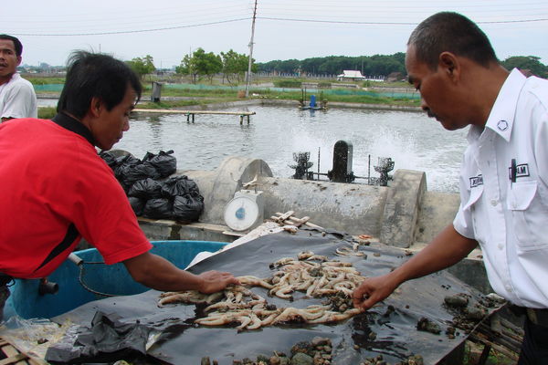 Tôm bị bệnh hoại tử gan tụy - AHPND