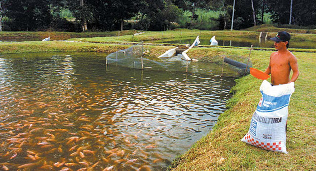 Kỹ thuật nuôi cá rô phi