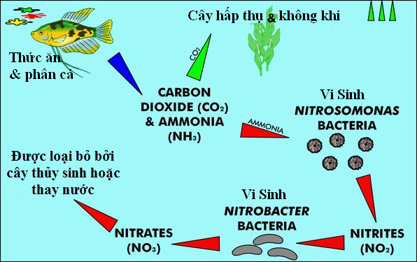 Chu trình Nitơ trong nước