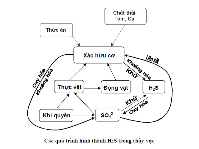 Khí độc trong ao nuôi tôm