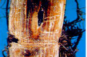 cay-mia-benh-kho-goc.jpg