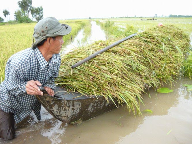 Đồng Tháp Mười