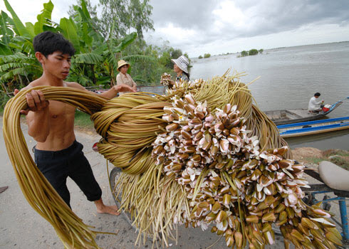 Đồng Tháp Mười