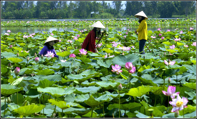 Đồng Tháp Mười