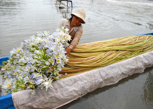 lu lut mien tay 2011